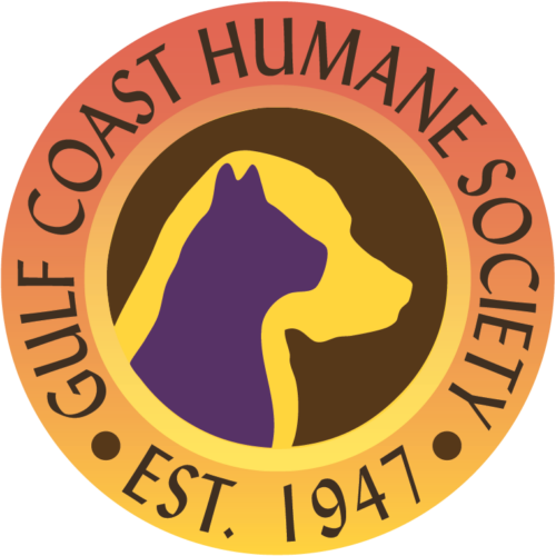 Gulf Coast Humane Society puts the FUN in fundraising with Darcy Dives for Donations Aug. 8 at Bell Tower